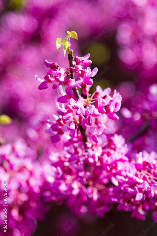 branch of blossoming bush in early spring branch of blossoming bush in early spring