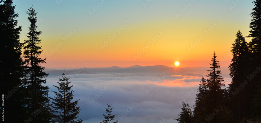 Dawn forest above clouds