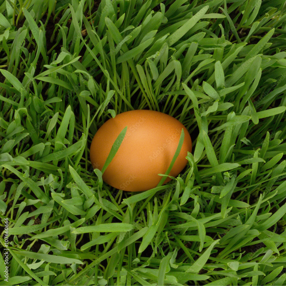 Egg in grass Egg in grass