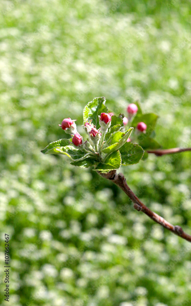 pink apple blossoms in april pink apple blossoms in april