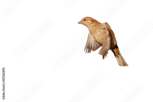 Flying House sparrow on white background (Passer domesticus)