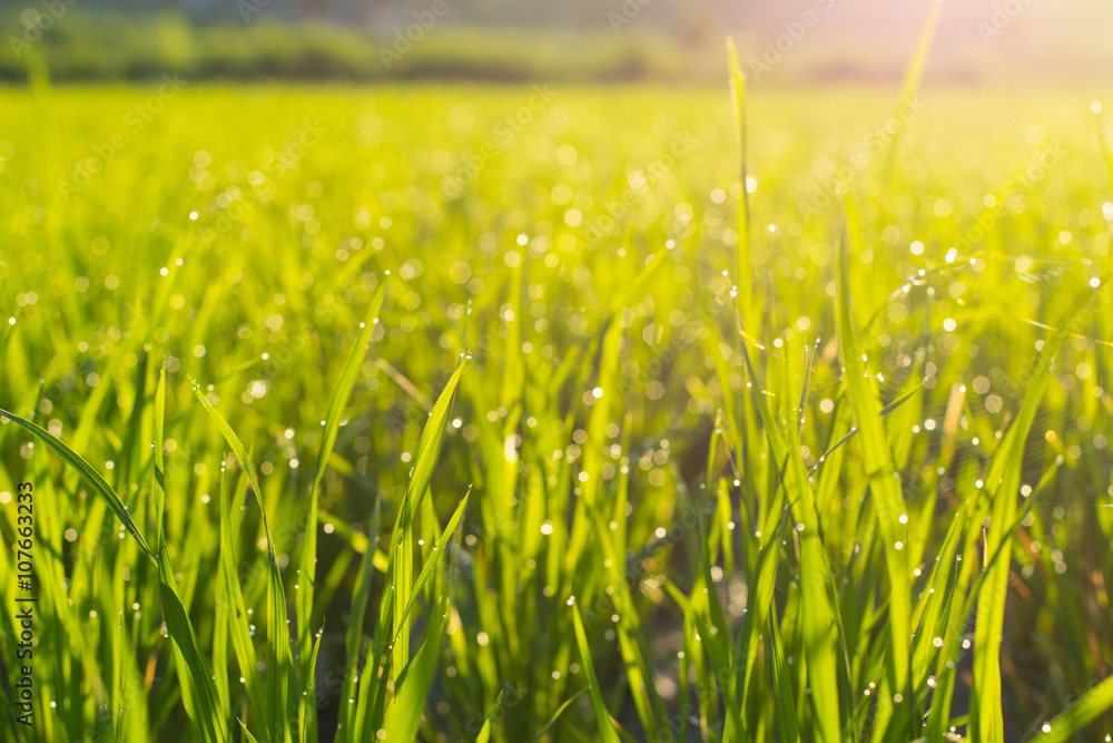Rice plants at sunrise with water drops
Rice plants at sunrise with water drops