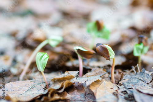 close up germinating seeds beech photo