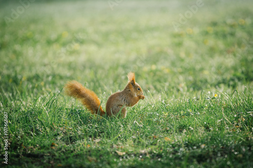 red squirrel in green park © altocumulus