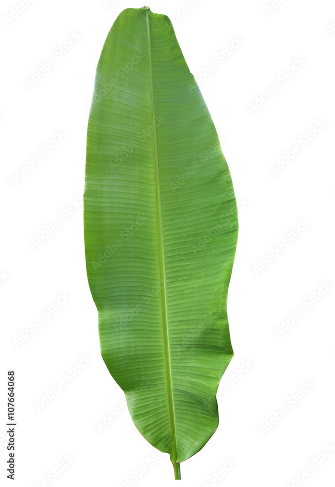 fresh whole banana leaf isolated on white background fresh whole banana leaf isolated on white background