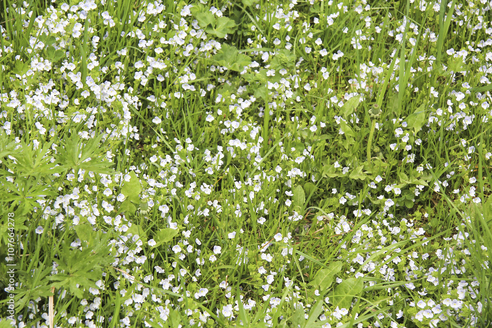 meadow grass flowers