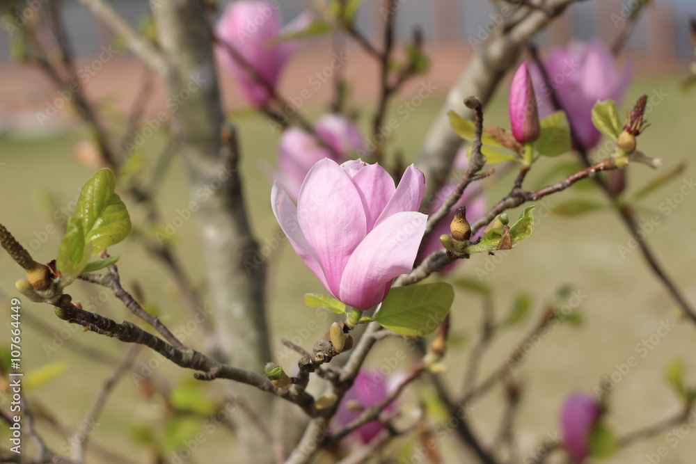 モクレンの花