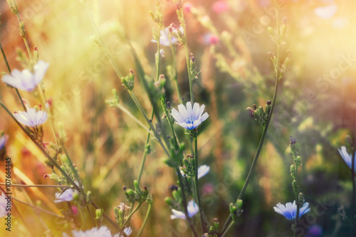 Blue flower in meadow lit by spring sunlight - sun rays