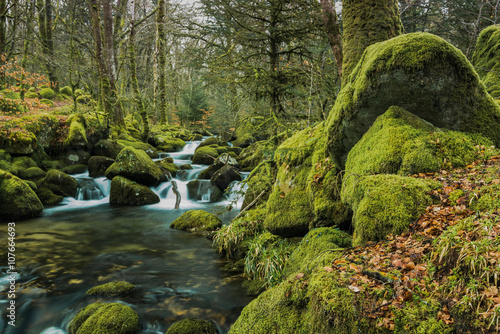 Plakat Fast flowing stream in ancient forest