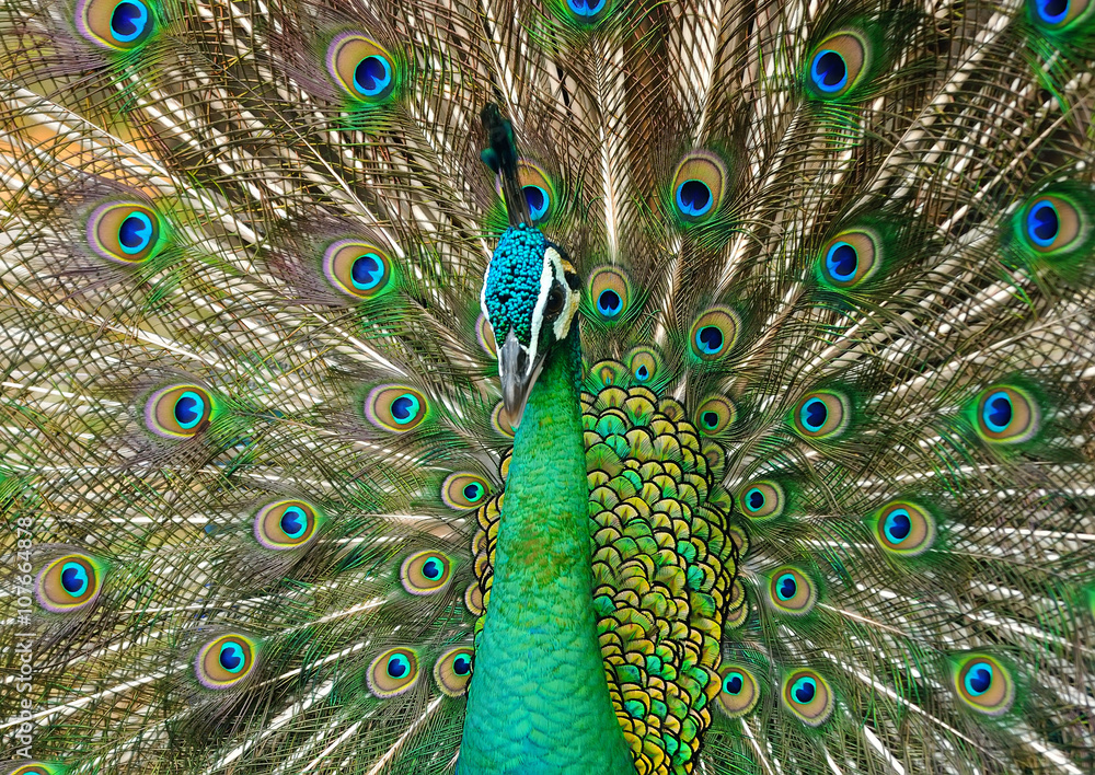 Fototapeta premium Portrait of beautiful peacock with feathers out