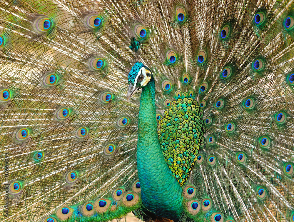 Obraz premium Portrait of beautiful peacock with feathers out