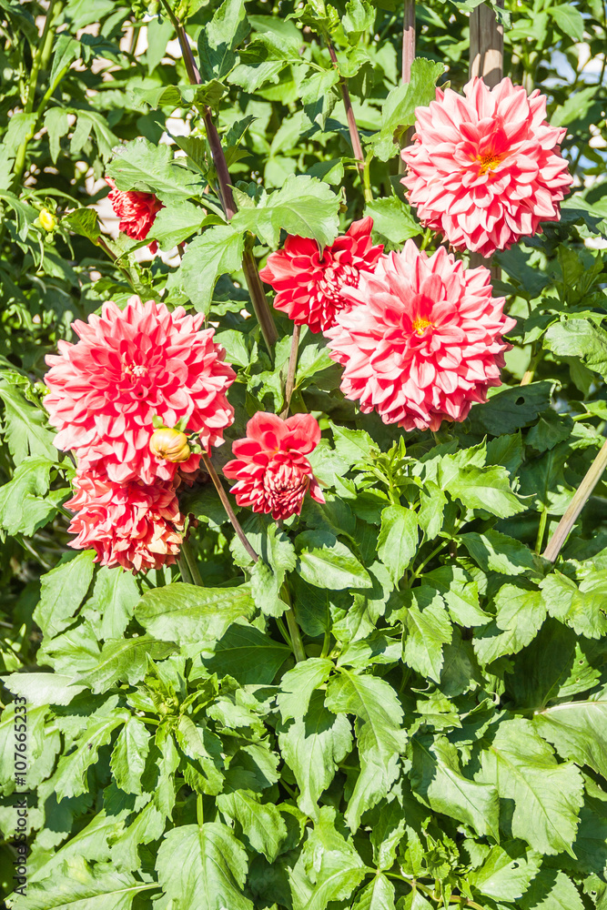 Beautiful dahlias in the garden. Sunny day.
Beautiful dahlias in the garden. Sunny day.