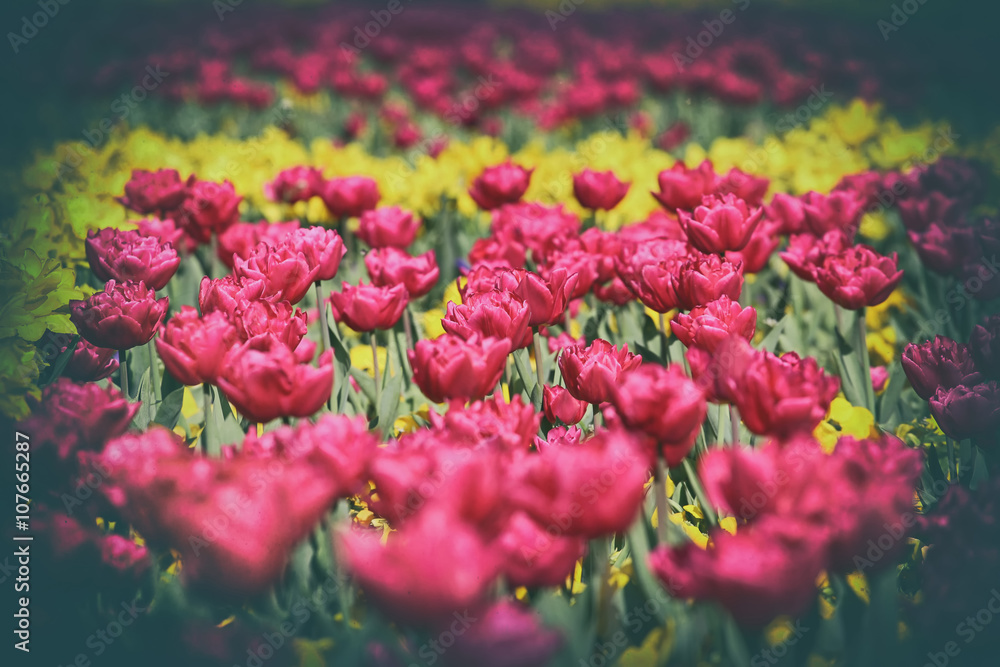 Spring meadow with pink and yellow tulips Spring meadow with pink and yellow tulips