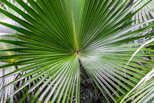 green palm leaf with radial veins