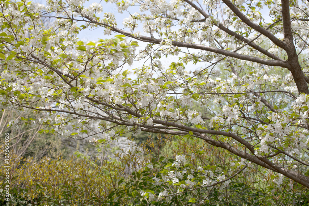 Petals scattered cherry blossoms Petals scattered cherry blossoms