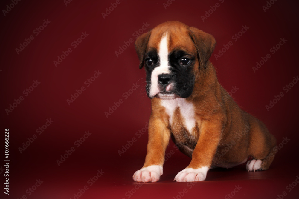 cute red puppy boxer sitting