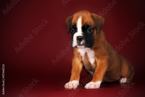 cute red puppy boxer sitting