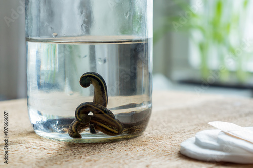 Obraz na plátne Leeches in water before therapy