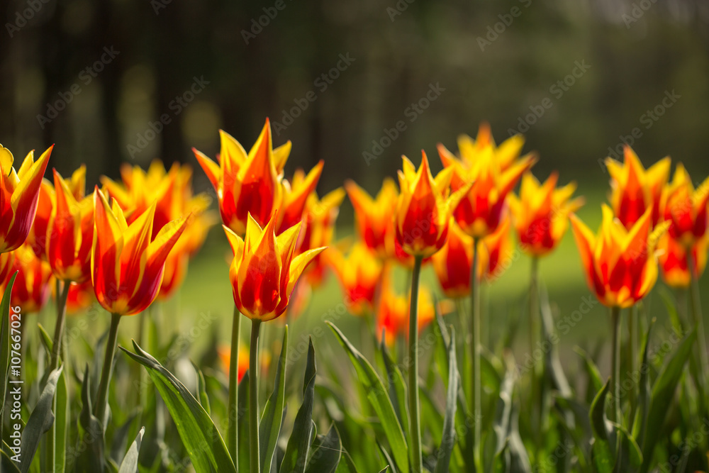 Tulip. Garden of beautiful colorful tulips in spring, Tulip. Garden of beautiful colorful tulips in spring,