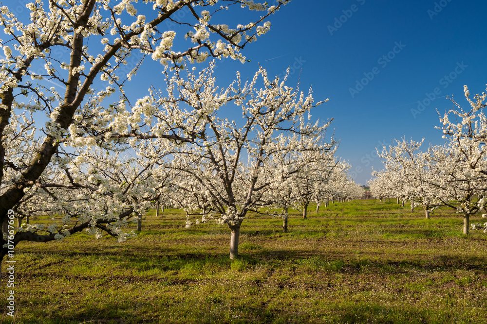 Rows of beautifully blossoming cherry trees on a green lawn Rows of beautifully blossoming cherry trees on a green lawn