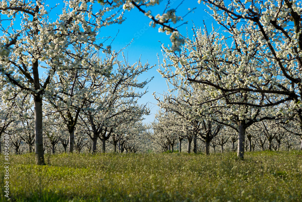 Rows of beautifully blossoming cherry trees on a green lawn Rows of beautifully blossoming cherry trees on a green lawn