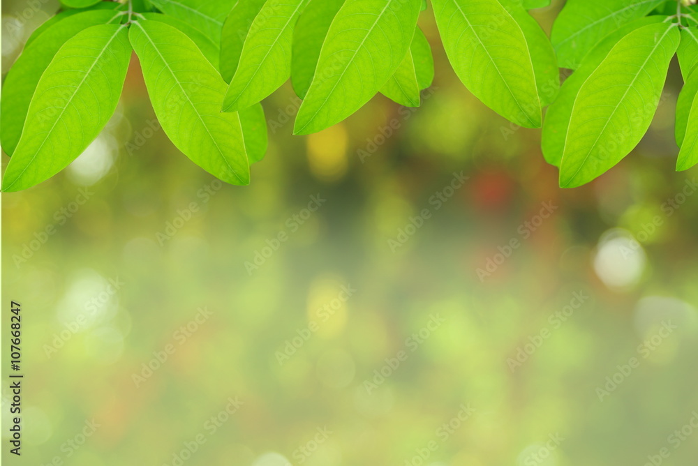 Natural green leaves with blur bokeh and space for text, spring or ecology background Natural green leaves with blur bokeh and space for text, spring or ecology background
