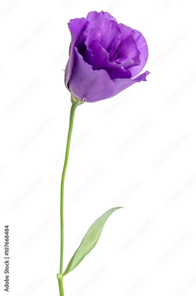 Beauty violet flower isolated on white. Eustoma Beauty violet flower isolated on white. Eustoma