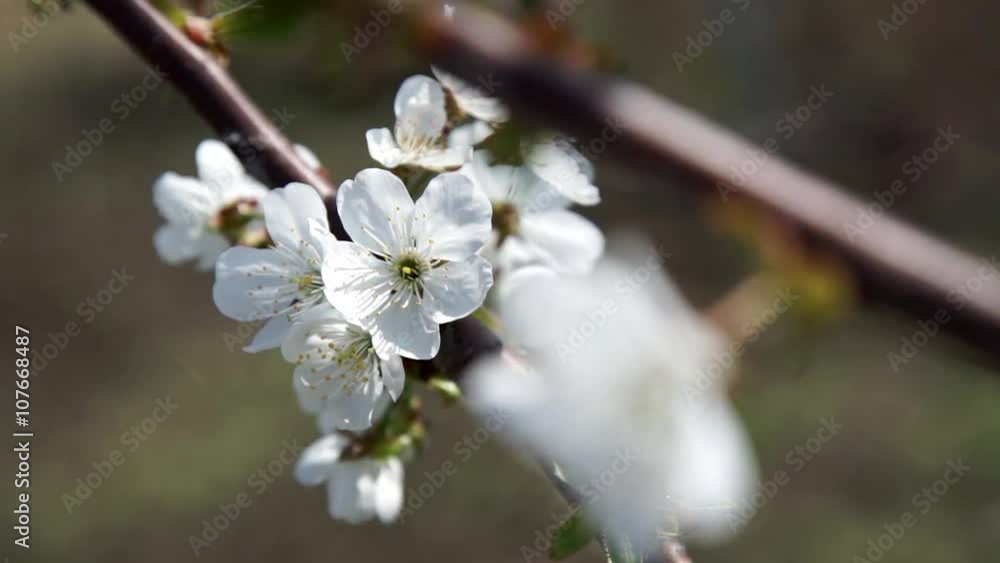 White apple or cherry tree blossoms White apple or cherry tree blossoms