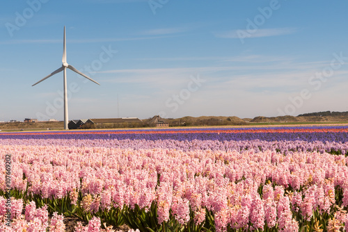Colourful Hyacinth in a Dutch bulb field / A typical Dutch springtime scene colourful hyacinths in a field with a wind turbine in the background generating electricity