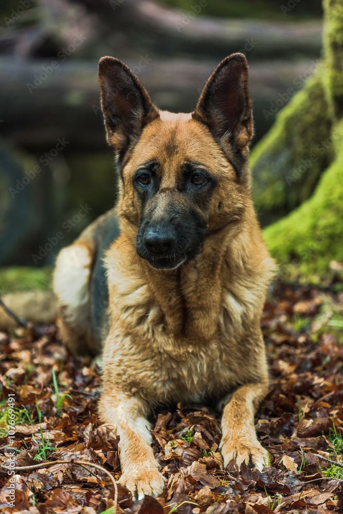 Fototapeta premium Active German shepherd dog outdoor in forest