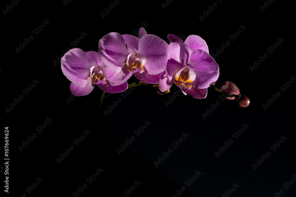 Naklejka premium Pink orchid on the black background