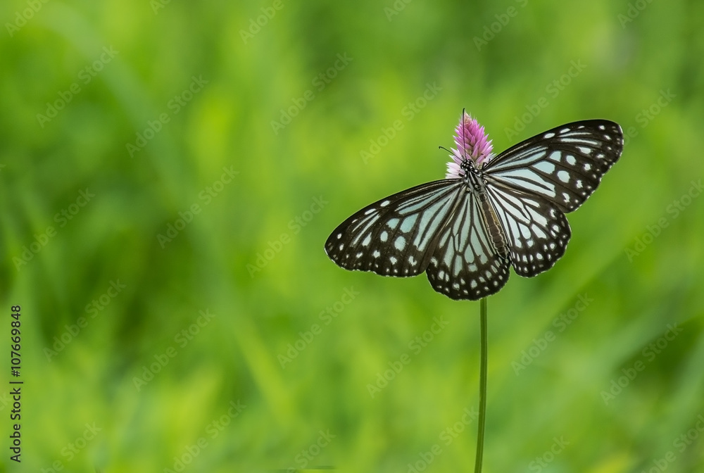 Blue tiger butterfly with smooth green background Blue tiger butterfly with smooth green background