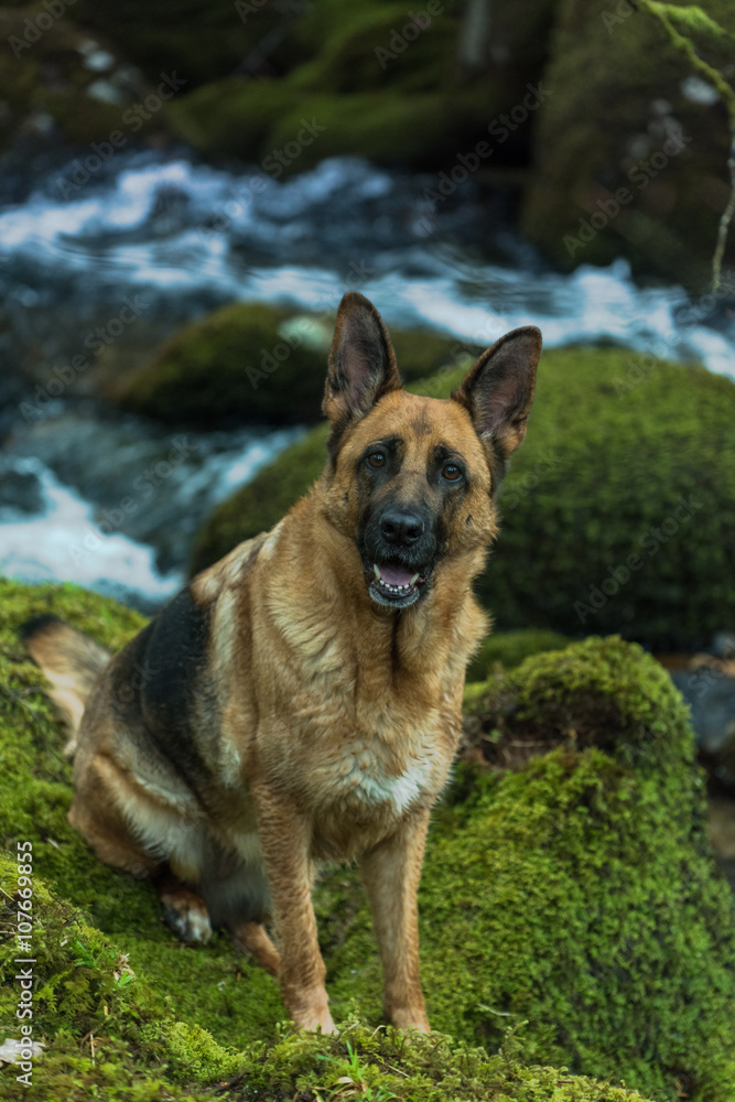 Portrait of active German Shepherd dog in forest