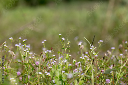 Grass flowers in closeup