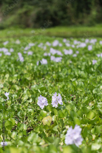 Water Hyacinth Flower in the River