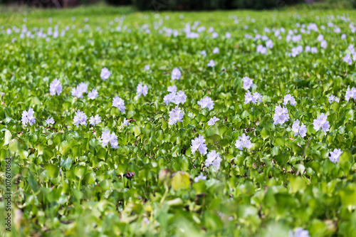 Water Hyacinth Flower in the River
