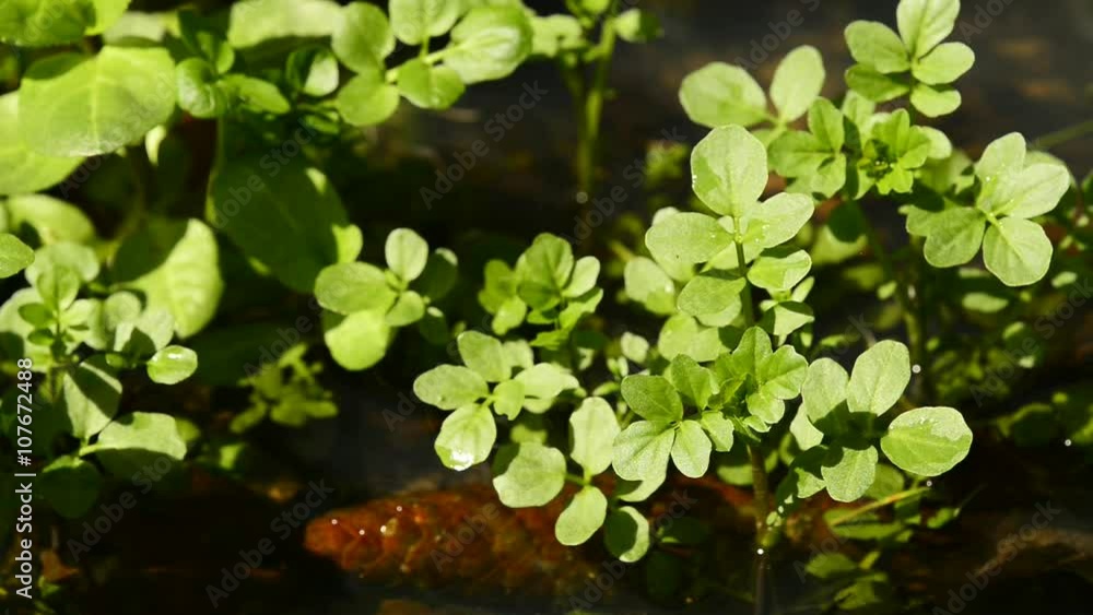 Brunnenkresse Salat und Heilpflanze Brunnenkresse Salat und Heilpflanze