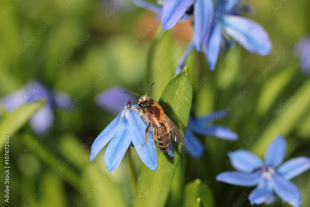 Eine Sandbiene sonnt sich auf der Blausternwiese Eine Sandbiene sonnt sich auf der Blausternwiese
