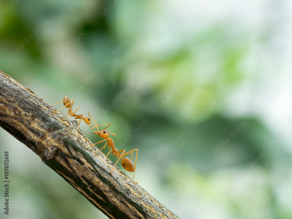 Two orange ant are exchanging information Two orange ant are exchanging information