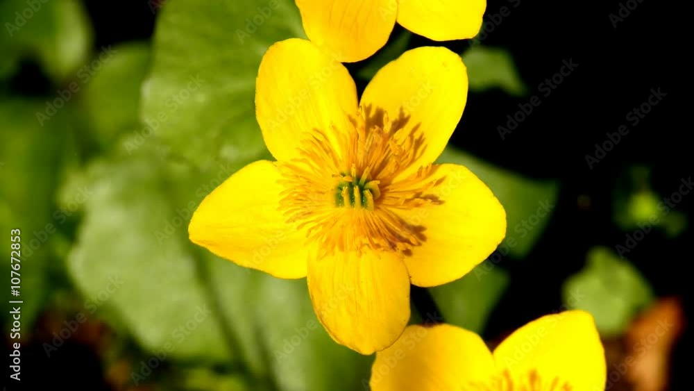 Sumpfdotterblume, Nahaufnahme der Blüte
Sumpfdotterblume, Nahaufnahme der Blüte