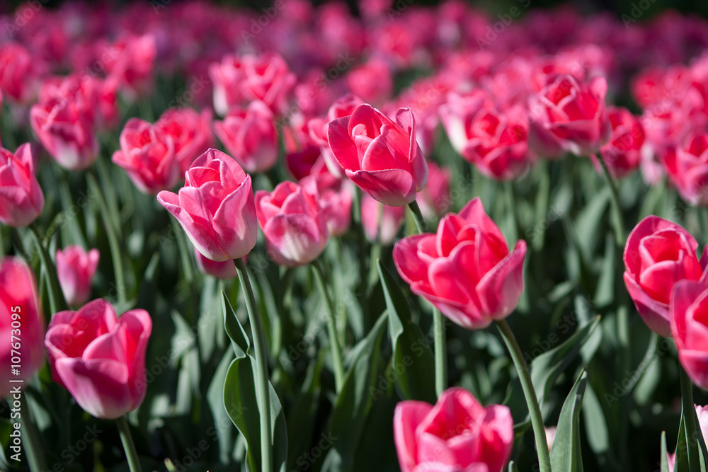 Beautiful colorful background from a lot of pink tulips