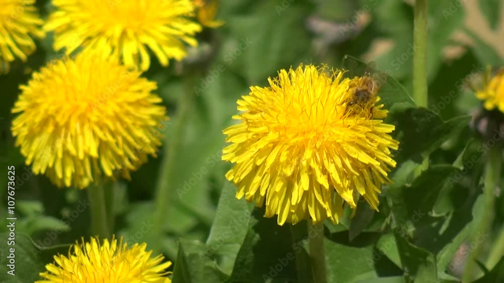 Biene beim Pollen sammeln Biene beim Pollen sammeln
