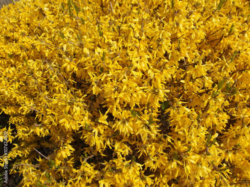 Gelbe Forsythien Blüte oder Strauch
 photo