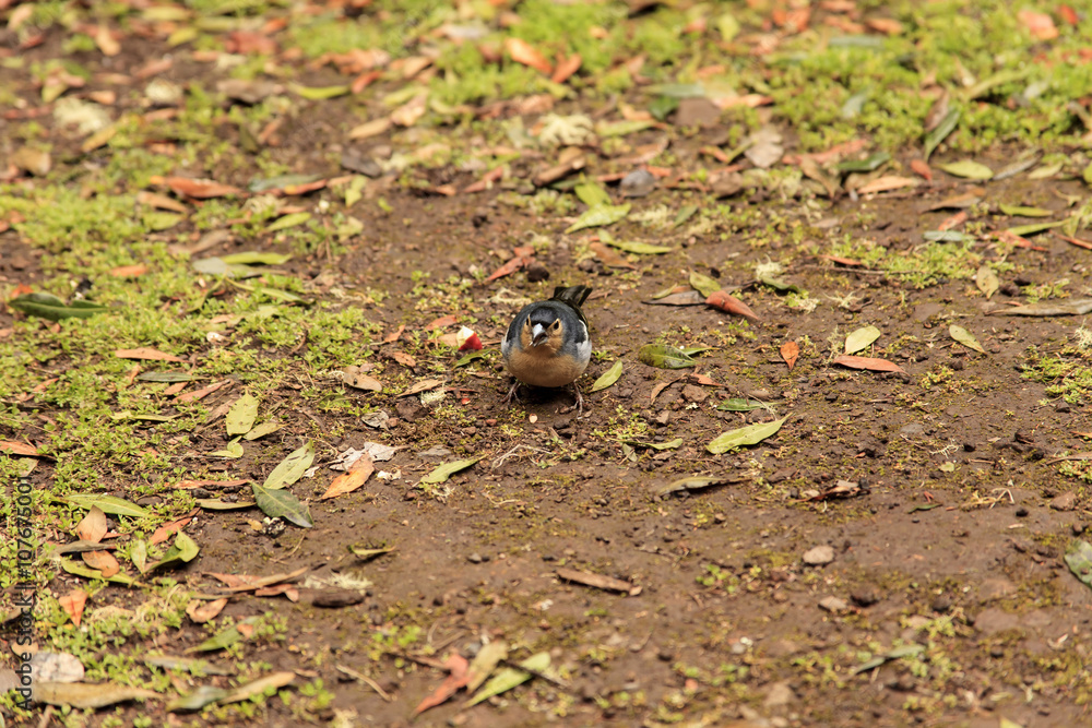 Obraz premium Kanaren Buchfink