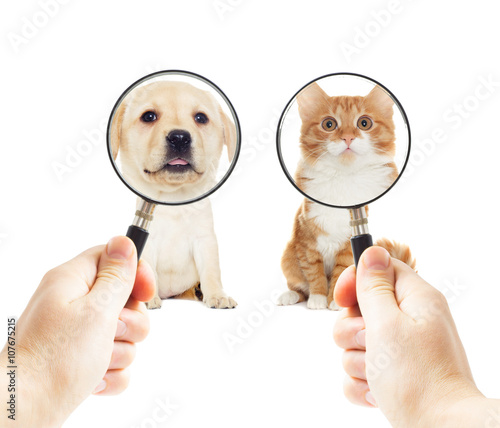 labrador puppy and kitten, looking