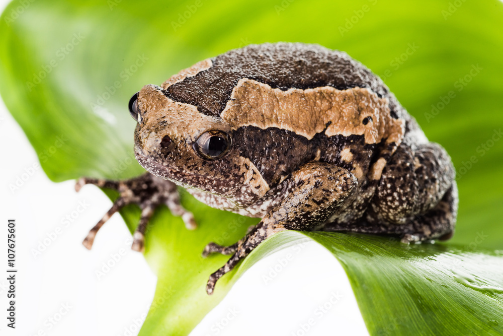 Obraz premium bullfrog on leaf isolated on white background