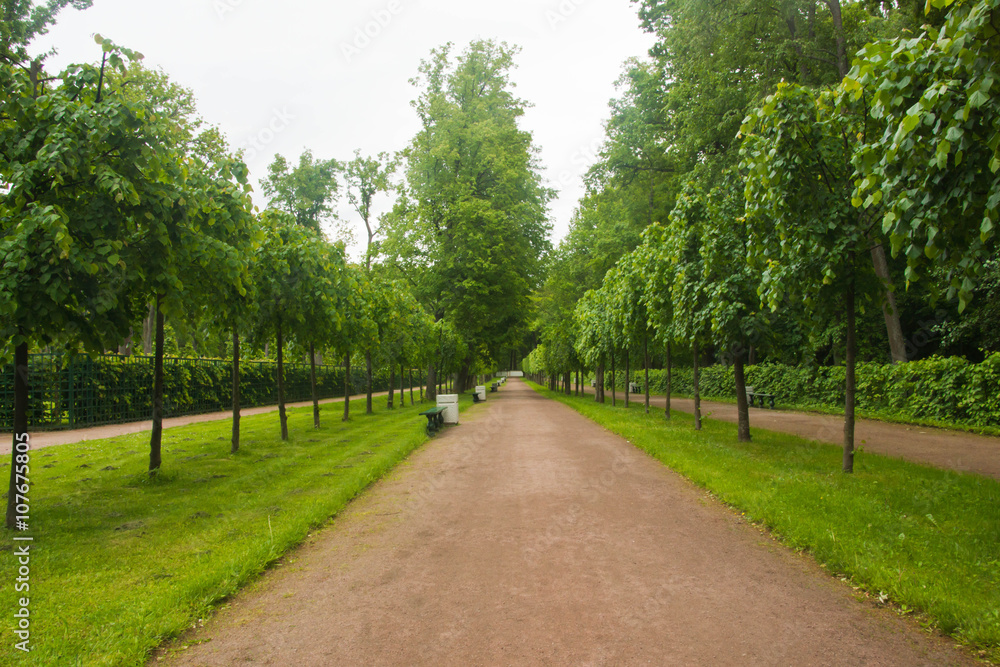 Obraz premium path in park on a day