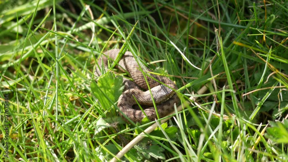 Juvenile Adder Snake.( Vipera berus) Approx 10cm Long Juvenile Adder Snake.( Vipera berus) Approx 10cm Long