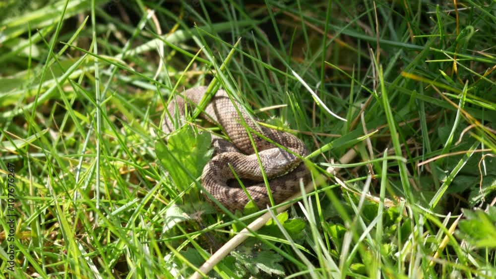 Juvenile Adder Snake.( Vipera berus) Approx 10cm Long Juvenile Adder Snake.( Vipera berus) Approx 10cm Long