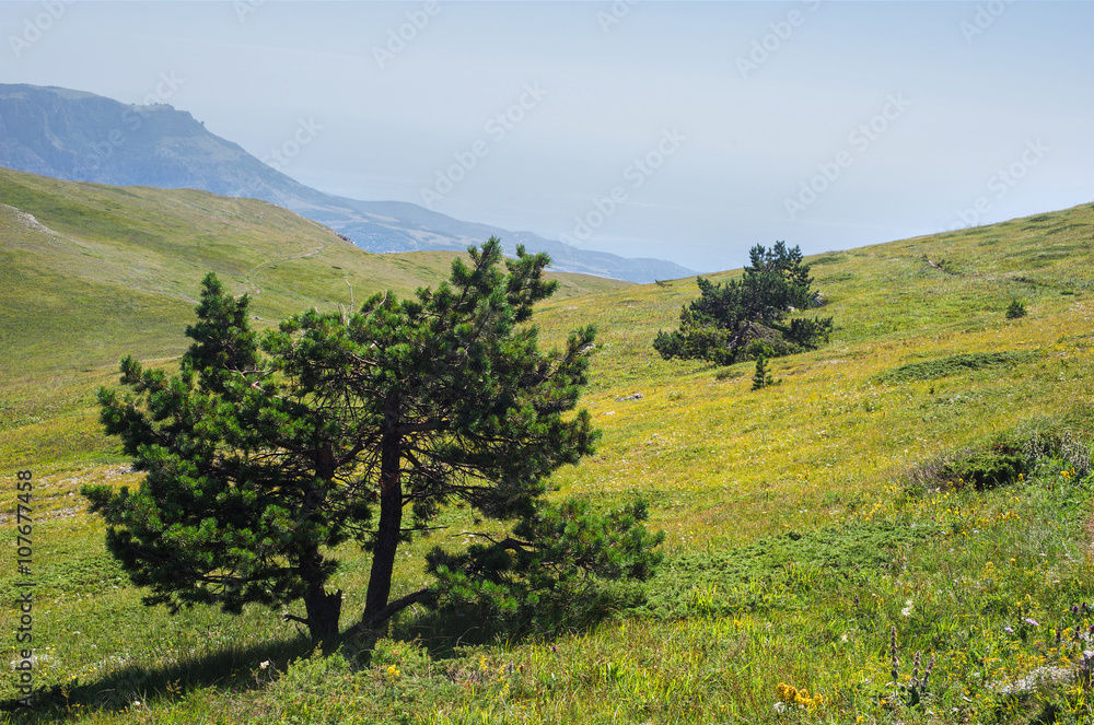 Two mountain pines on the top of Chatyrdag, Crimea, Russia.